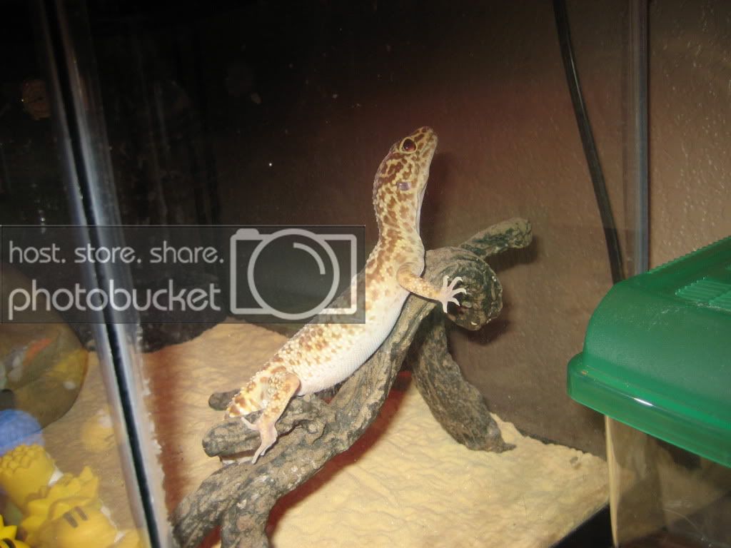 gecko004.jpg