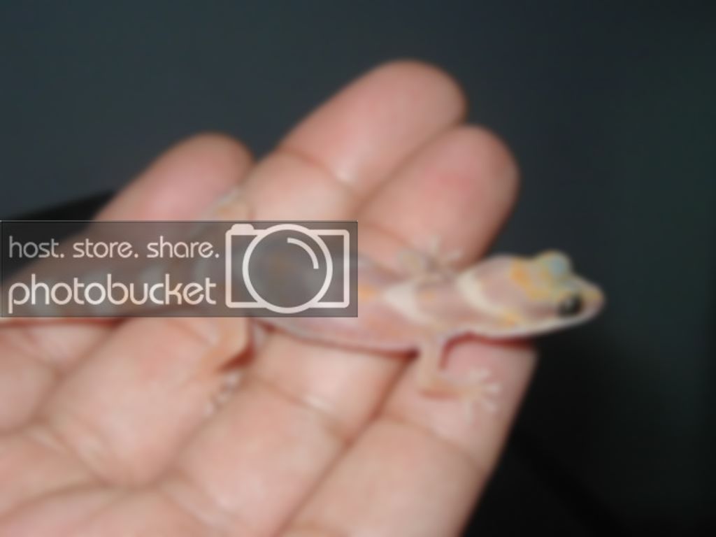 Oeduram.jpg