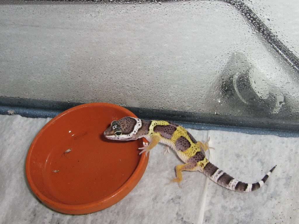 Geckos068.jpg