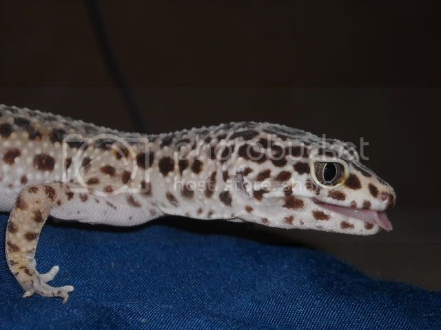 geckoface.jpg