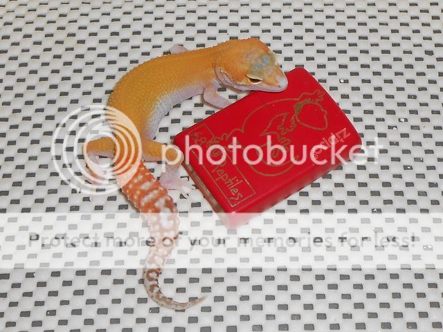 DSCN0710.jpg