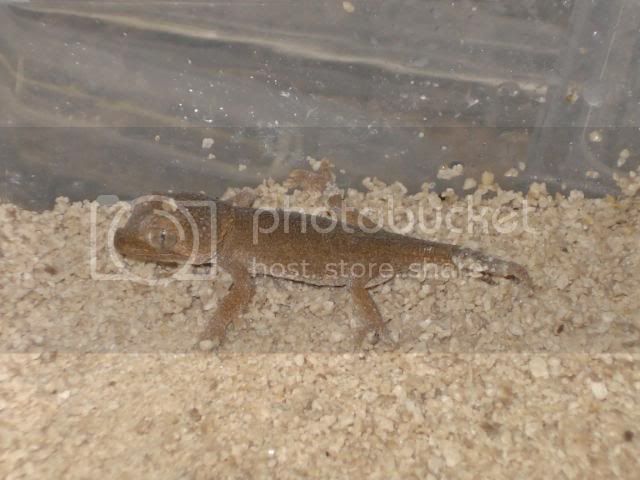 geckoniaenparoedura011.jpg