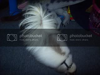 thumper024.jpg