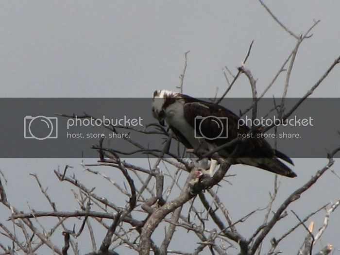 ospreywithfish2.jpg