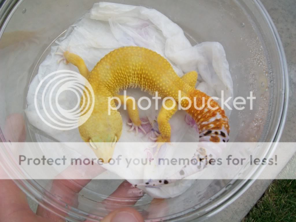 malegeckos035.jpg