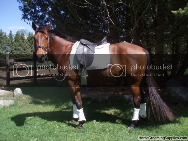 Detroit_Dressage.jpg