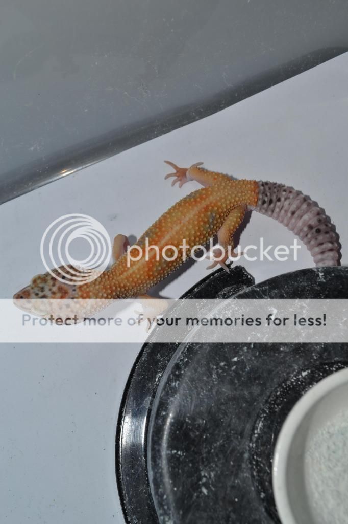 DSC_0033_zps21156ea5.jpg
