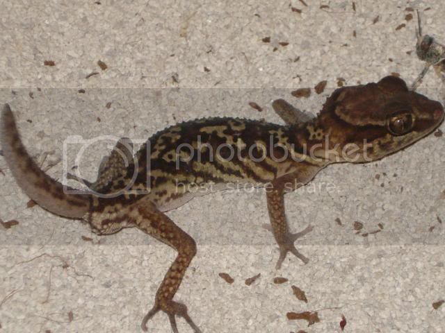 geckoniaenparoedura097.jpg