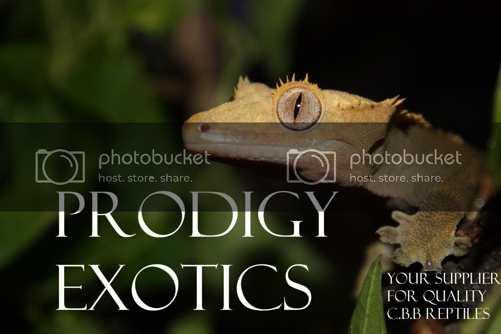 prodigyexotics-1.jpg