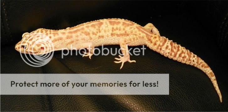 geckos028.jpg