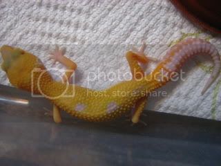 geckosale017.jpg