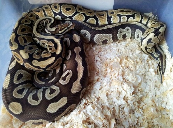 431specialspotnoseXmojave-med.jpg