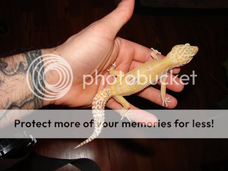 reptiles019.jpg