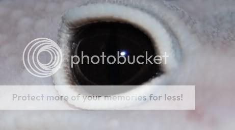 eyes27.jpg