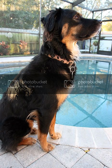 dogzfeb4.jpg
