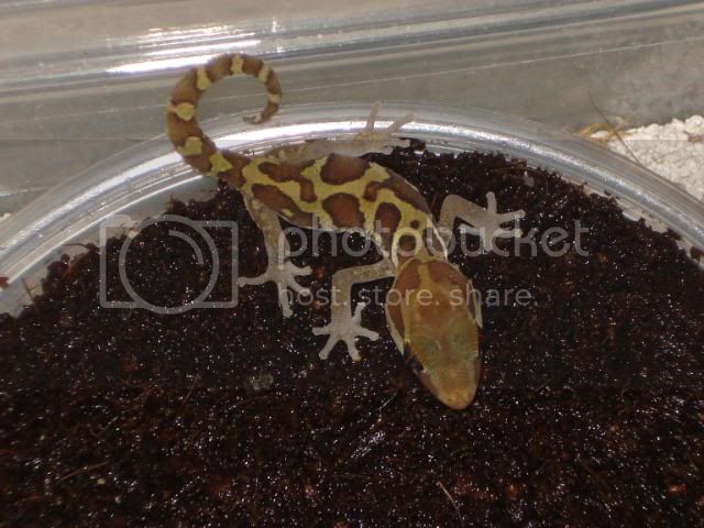 geckoniaenparoedura051.jpg