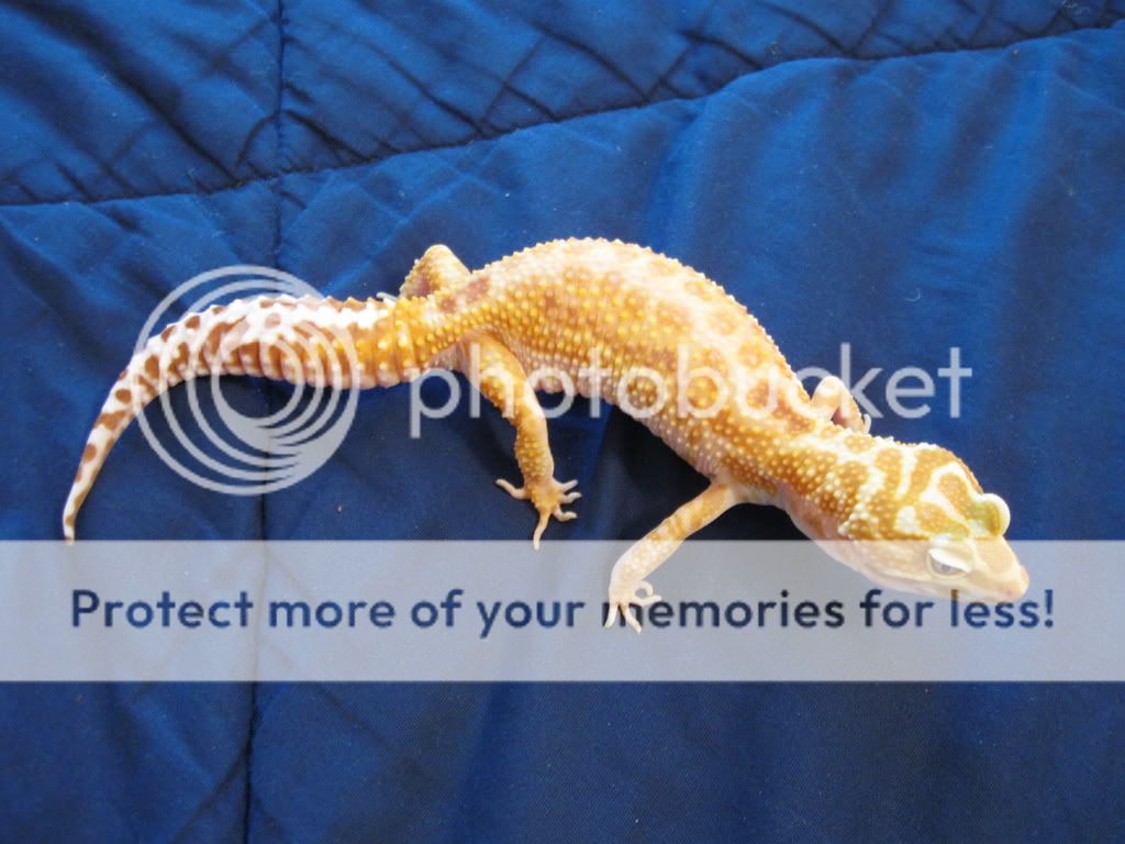 Leopardgeckos213.jpg