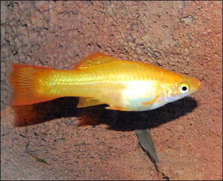 marigold_swordtail_female_090429a_w0440.jpg