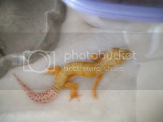 geckos006.jpg