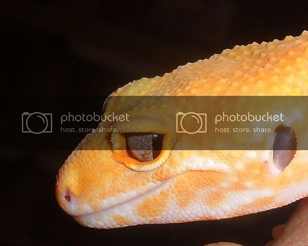 eyebino3.jpg