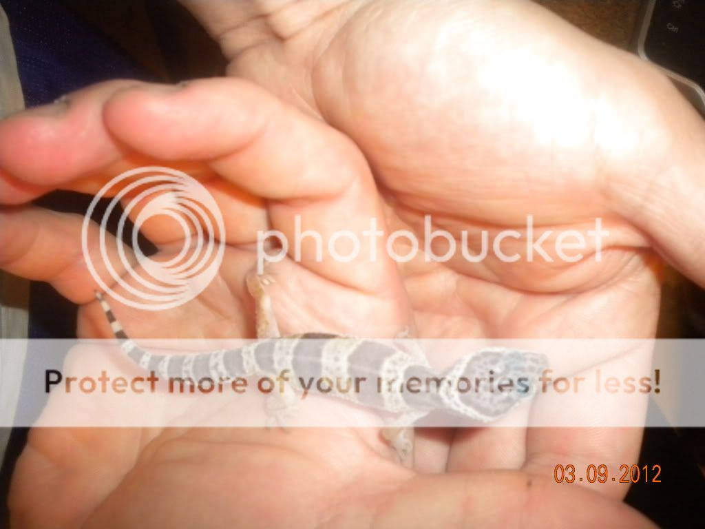 geckosbabies045.jpg