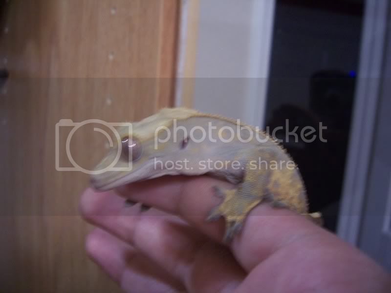 Reptiles058.jpg