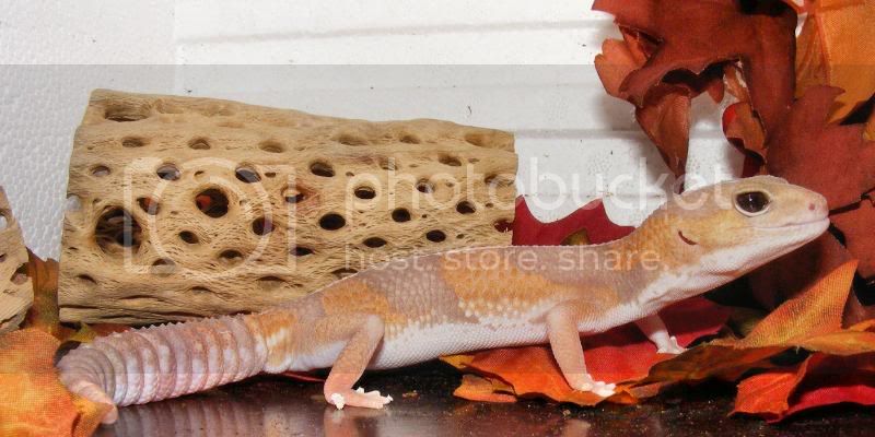 Maize19.jpg
