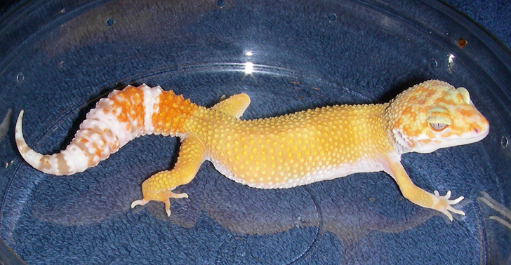 140849Sunglow_Geckos_female0022.jpg