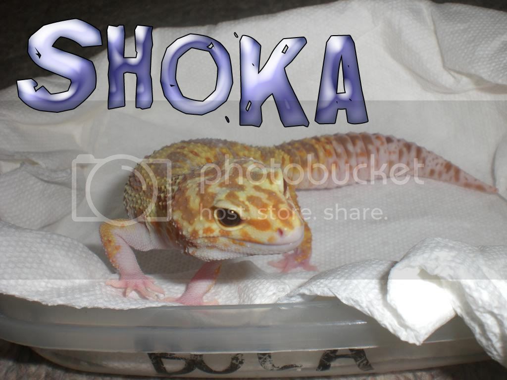 Shoka1.jpg