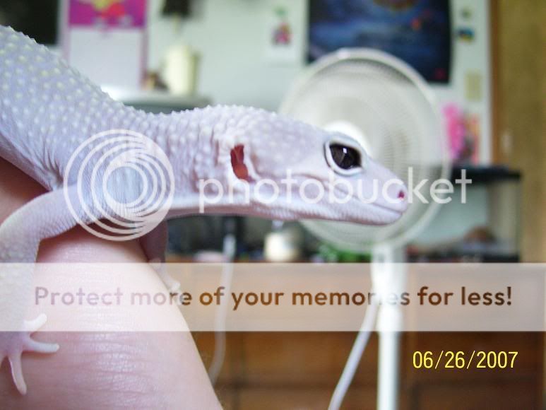 ShiroSnake.jpg