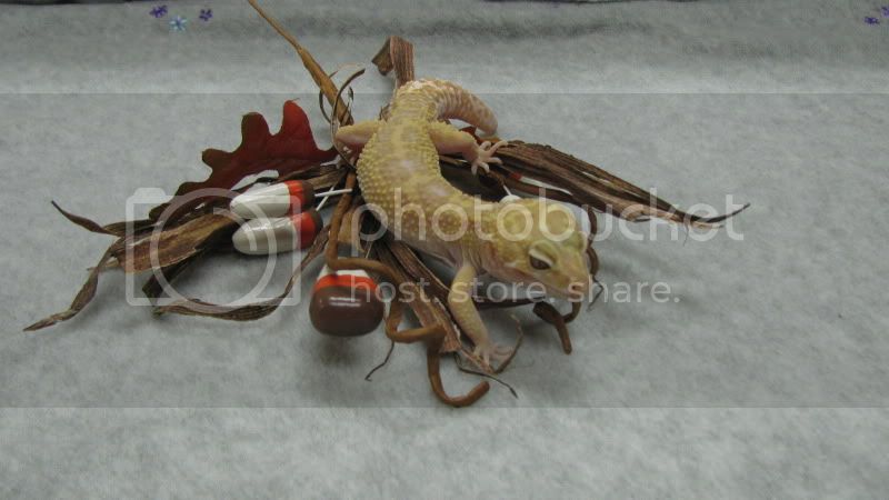 rawson5084Sep.jpg
