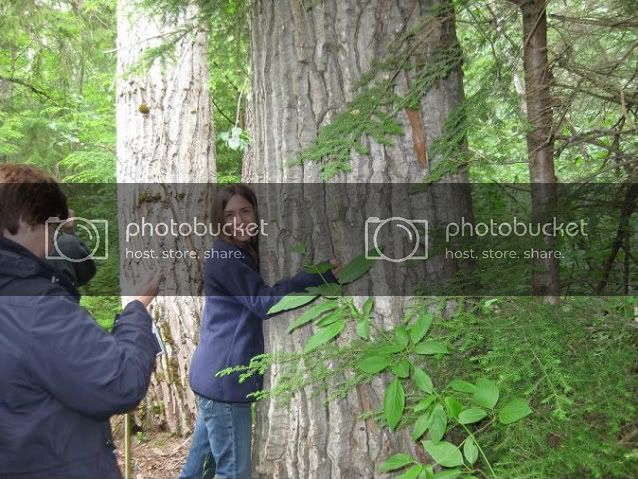 treehuggin50-1.jpg