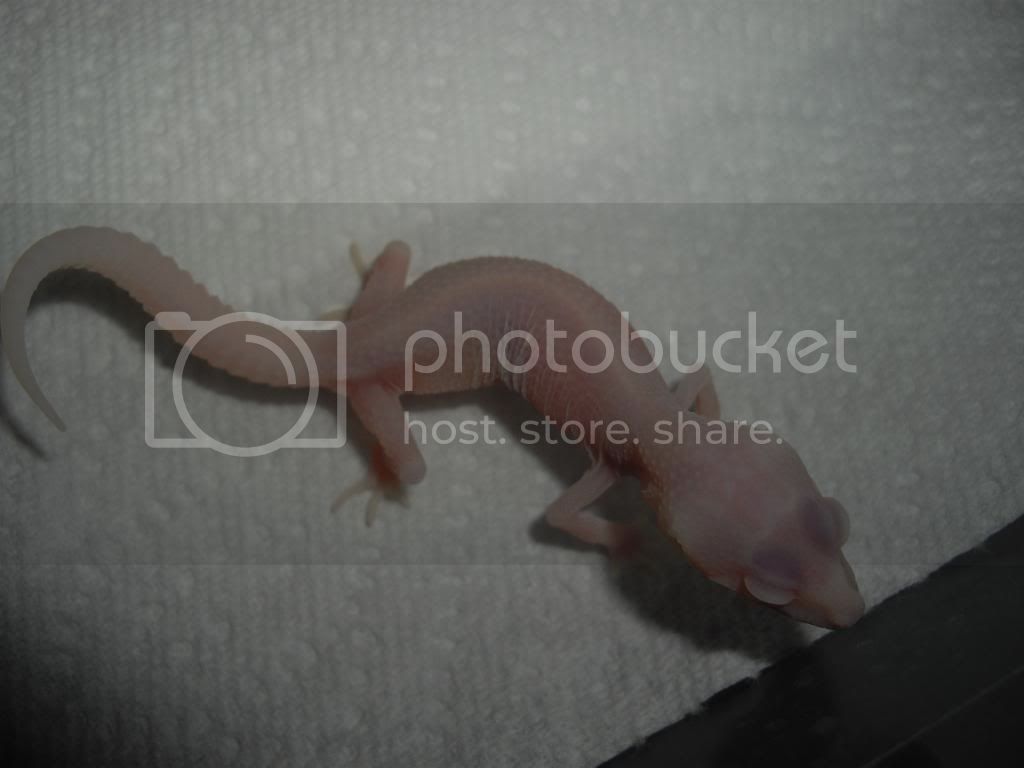 IMGP1417.jpg