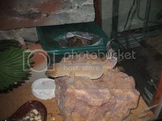 geckos010.jpg