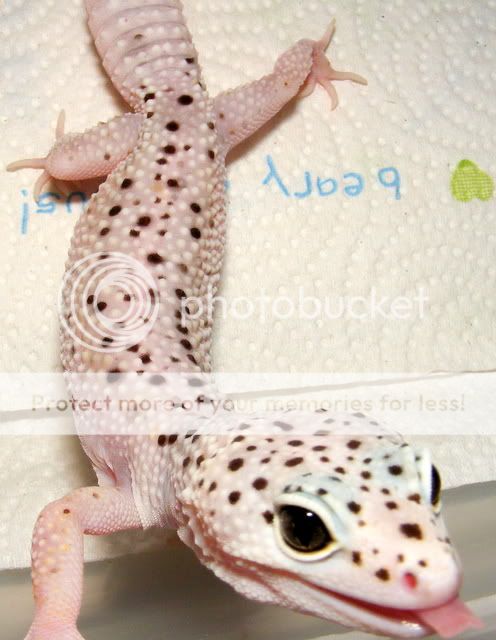 geckos018.jpg