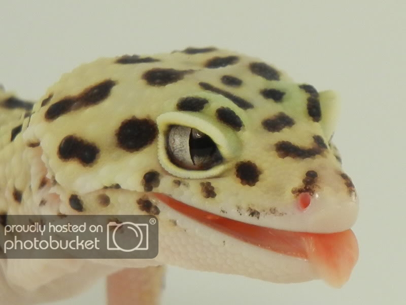 GeckosJune2011116.jpg