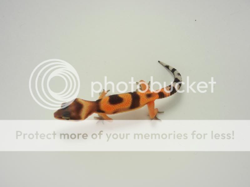 GeckosMay2011080.jpg