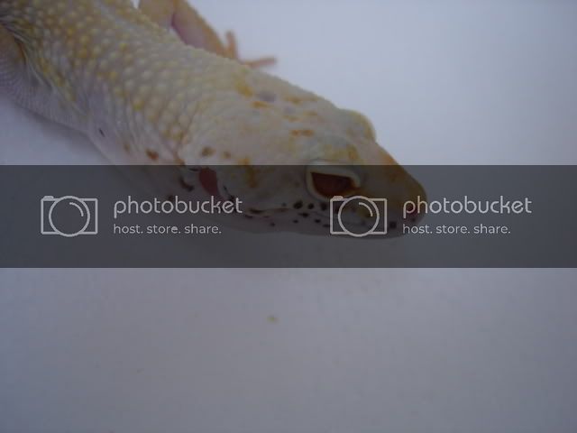 DSC04521.jpg