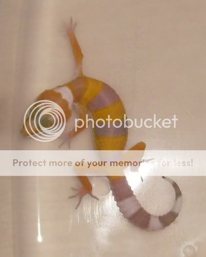 S6300409.jpg