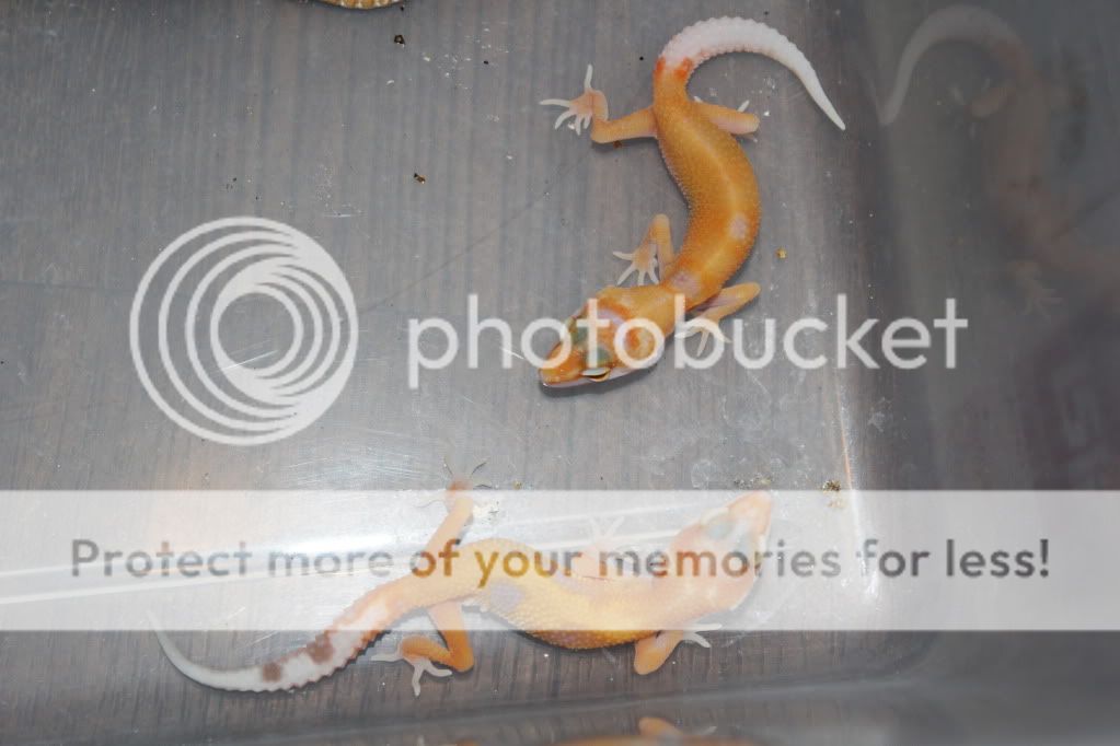 reptiles027.jpg