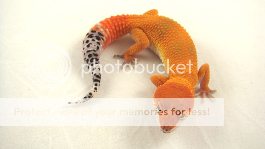SHTCT322a.jpg