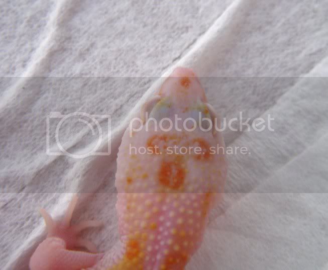 Leopardgeckos275-1.jpg