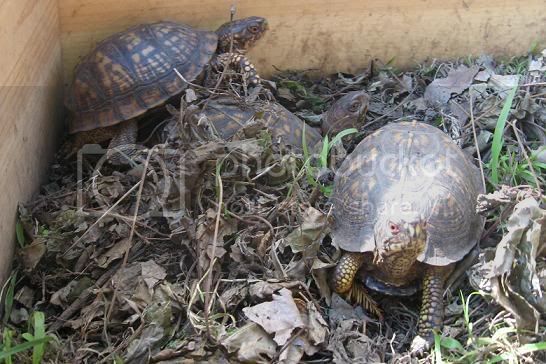 SMALLthreeboxturtles.jpg