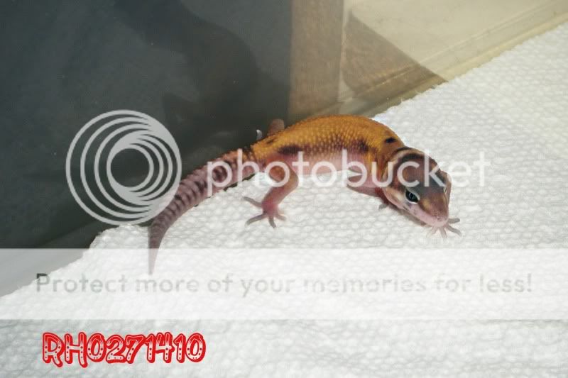 DSCF8088.jpg