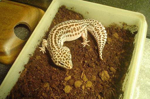 geckosupersnowfemale1.jpg