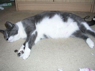 kittyhighej0.jpg