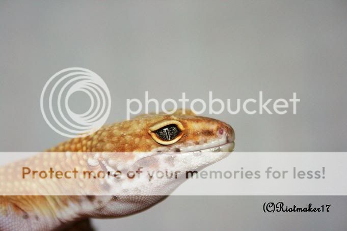 ooo063.jpg
