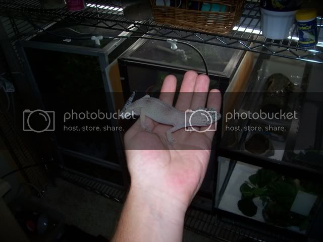 Gecko005.jpg