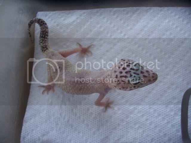 Gecko012.jpg