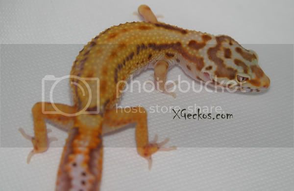 IMG_4309rsbell.jpg